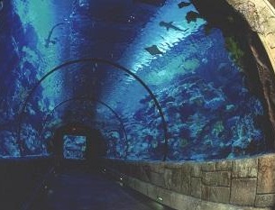 sharks swimming in aquariu