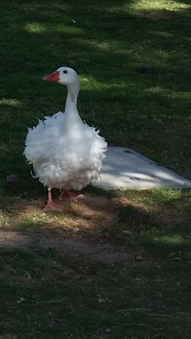 This Goose has His feathers ruffled on a very windy day