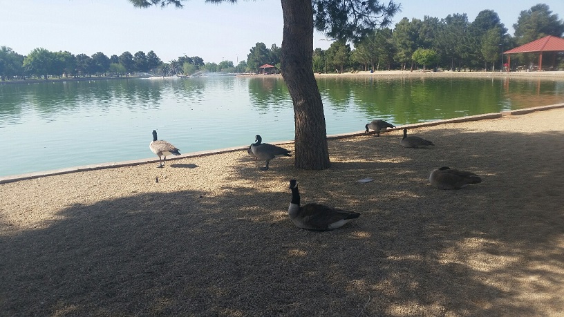 The Geese are taking a rest after swimming in the pond