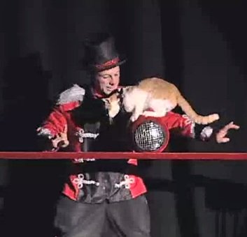 pet comedy show at v theater