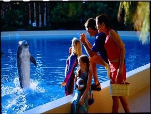 dolphin doing tricks at the habitat