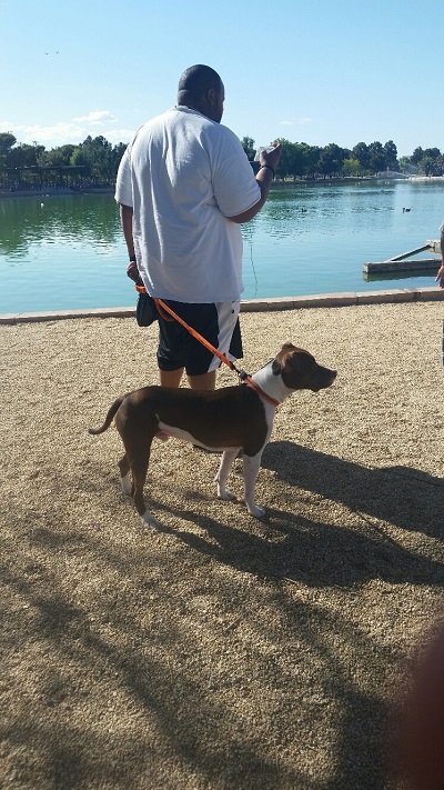 A Dog and His Owner are enjoying a day at Sunset Park. The park is 15 minutes from the Las Vegas Strip