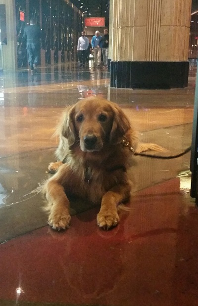 This beautiful dog is relaxing on the cool marble floor at the MGM Shopping Area