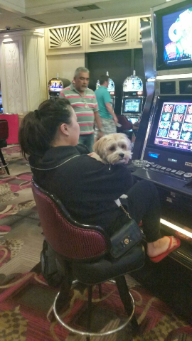 This little guy is playing Slots with His Mother at Flamingo.