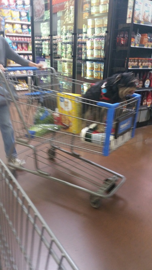 Dog Shopping at Walmart