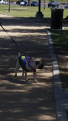 Sunset Park is 15 minutes from the Strip and offers a huge friendly play space for Your dog.