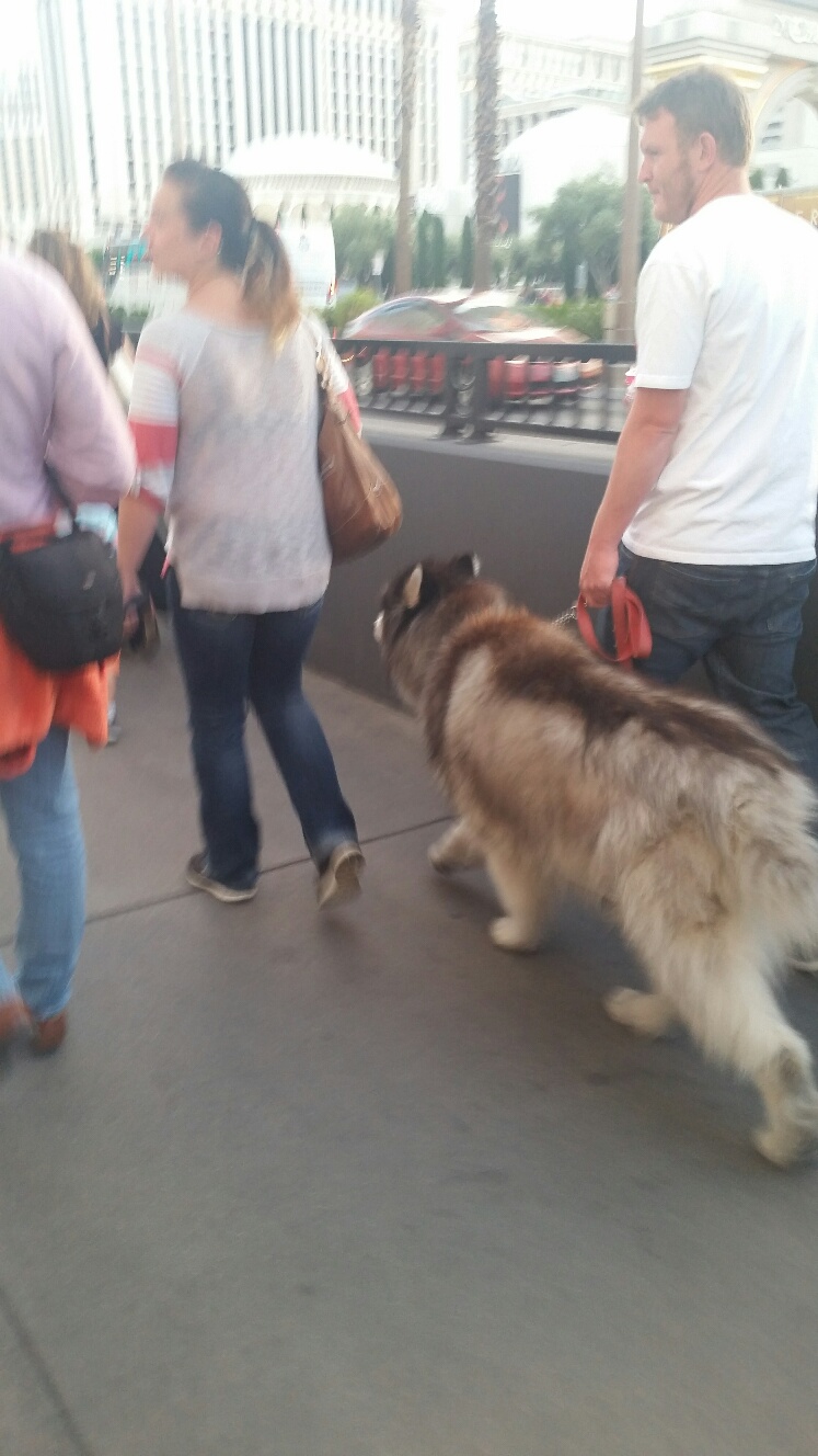 This large dog was visiting Las Vegas in April. This dog would be uncomfortable in June, July and August outside in Vegas.