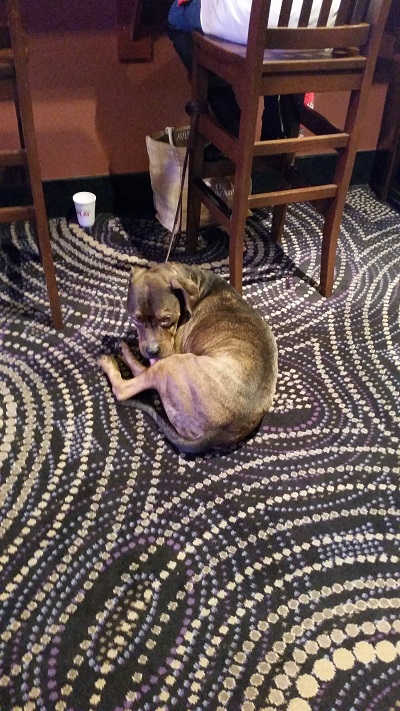 This Pit Mix dog is taking a nap while His Mother checks Her tickets at the Harrah's Sports book