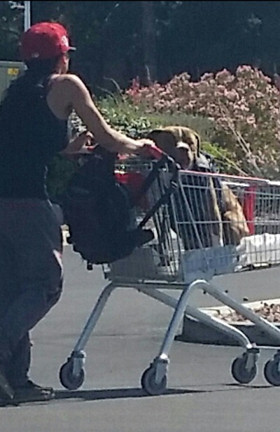 It is not uncommon to see a dog getting a ride in a shopping cart around the Las Vegas area