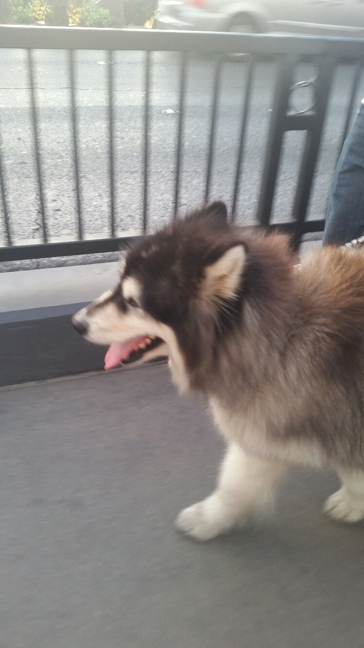 This 130 lb dog was happy as a lark walking down the Las Vegas Strip