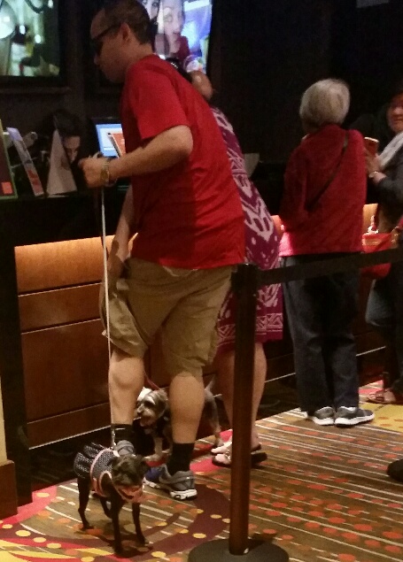 These two little dogs sniffed every ankle in the Linq Hotel as His owner talked with the Member service clerk