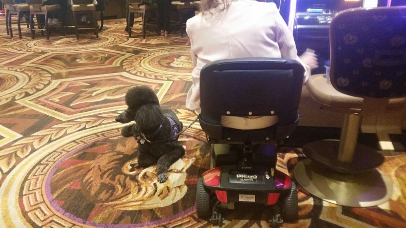 This large Poodle is taking a nap while His Mother plays slots at Caesars