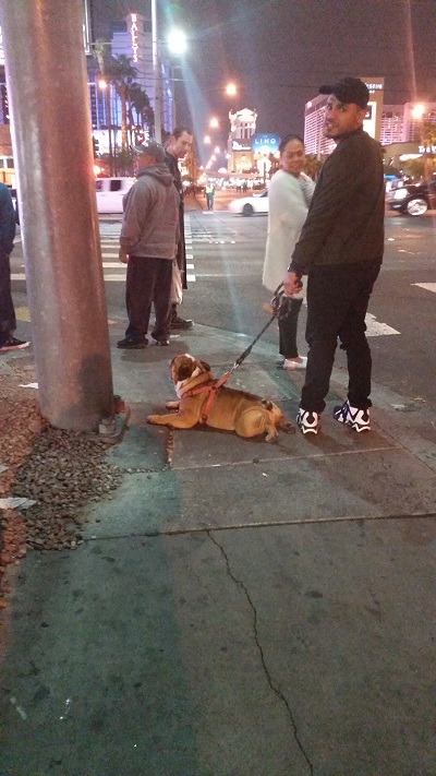 This bulldog is taking a much needed rest as His owner waits for the crosswalk light