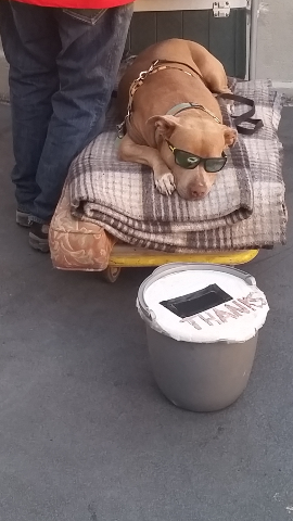Every Homeless Person will tell You that they get at least twice as many tips with a dog helping them beg