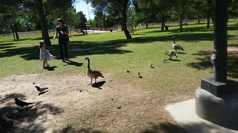 Geese and Gosling are all over the Park