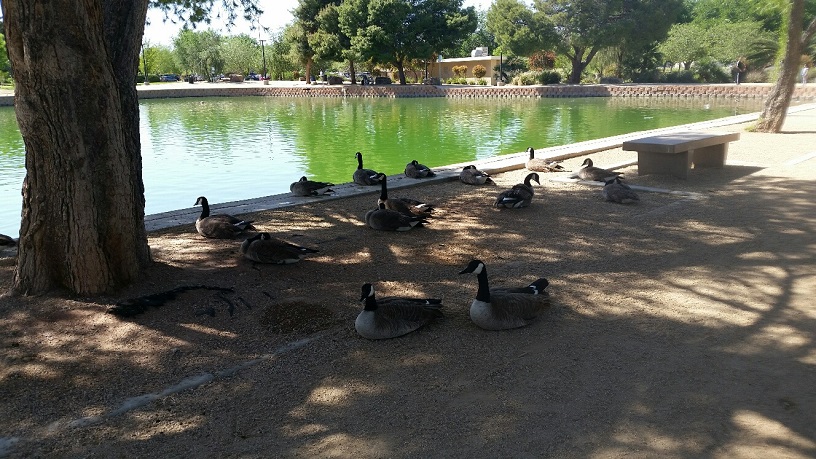 Plenty of Shade for the Geese and Ducks