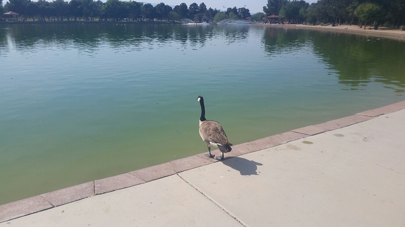 A lone Goose is considering launching into the pond