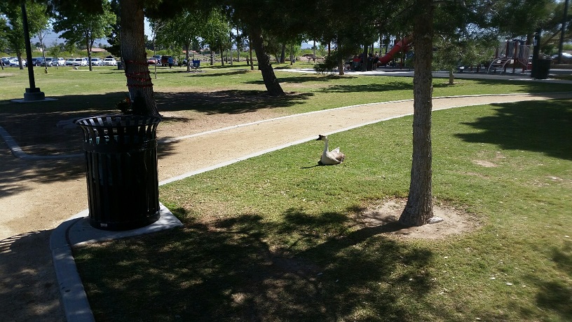 It is interesting to see how many Geese decide to be by themselves